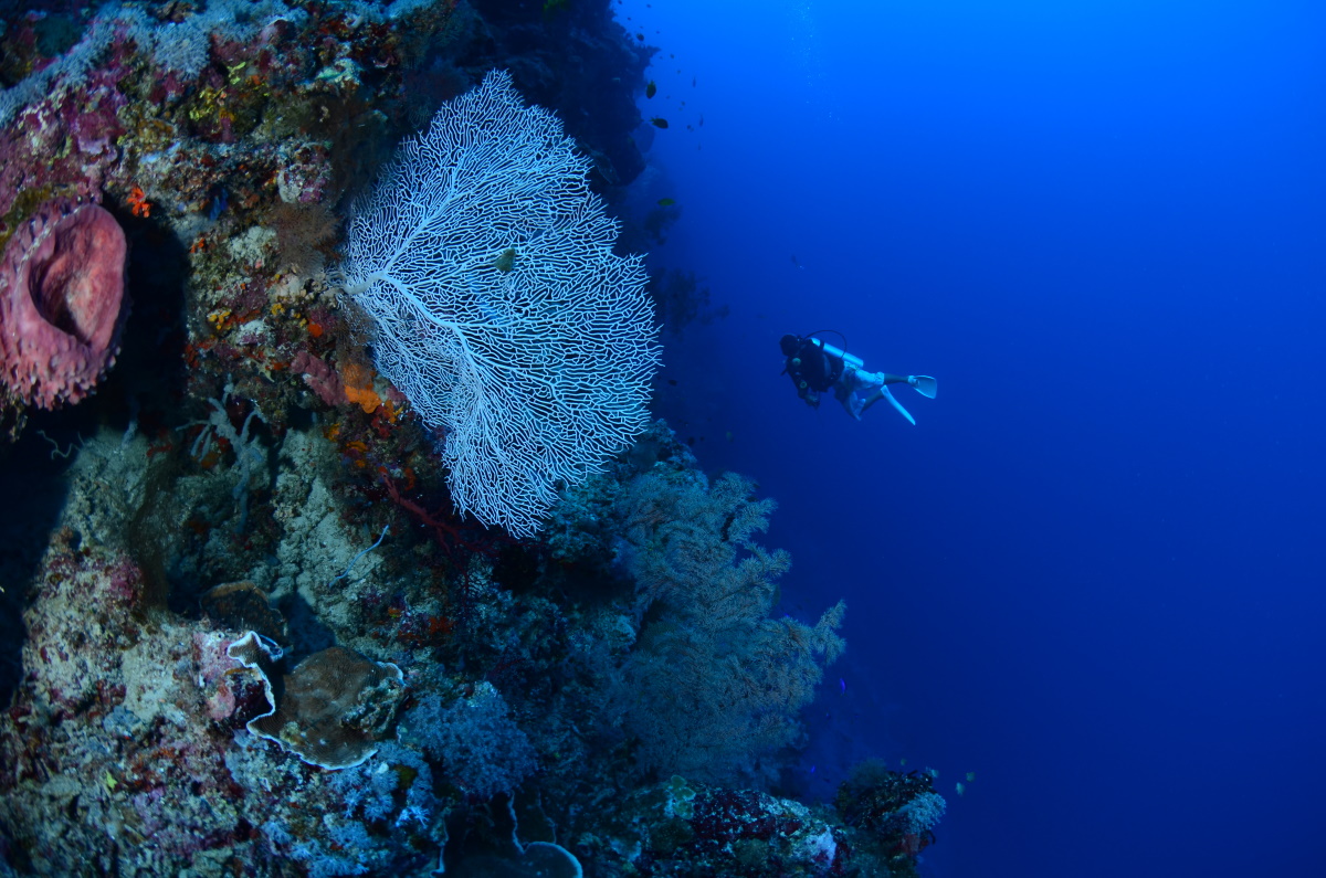 Exploring The Derawan Islands Asia Diving Vacation