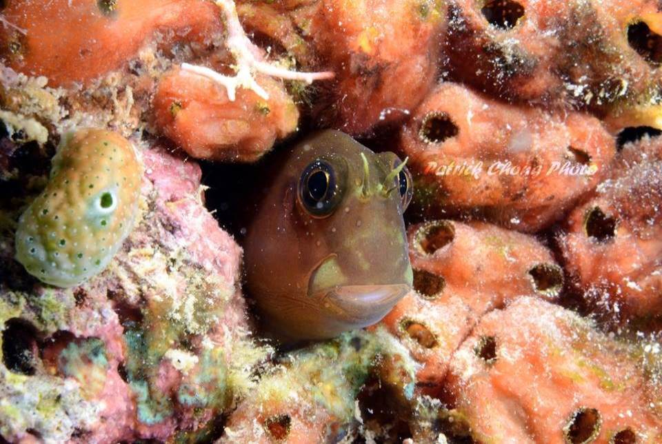 blenny