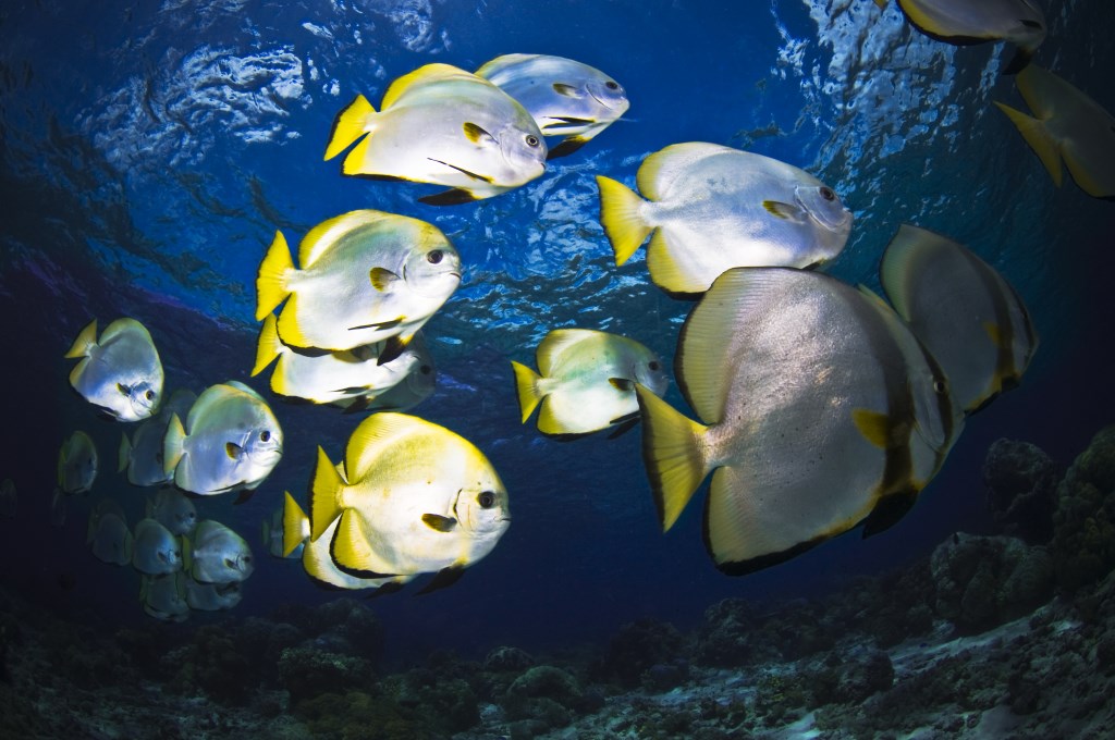 School of Batfish © R Klein