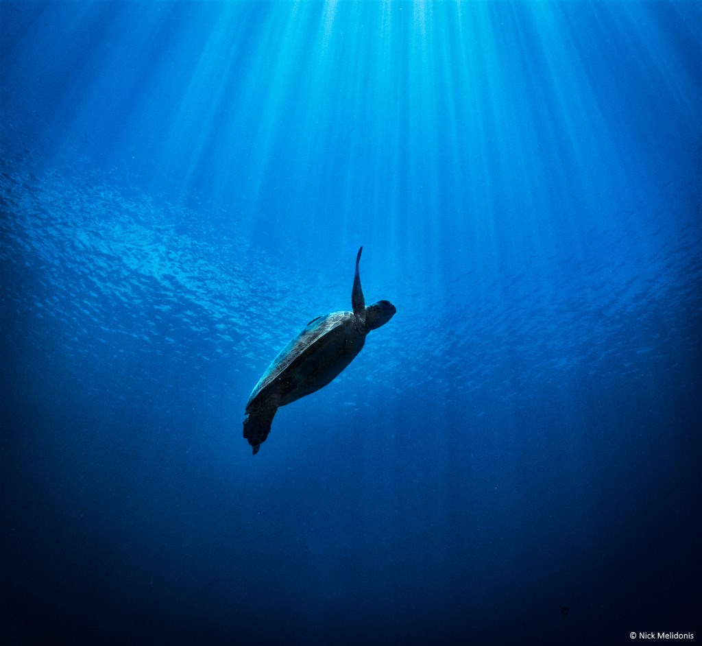 Green Turtle