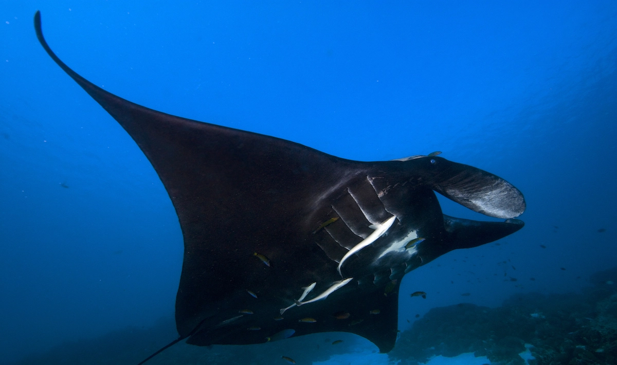 A black oceanic manta ray in the Dampier Strait, Raja Ampat, West Papua