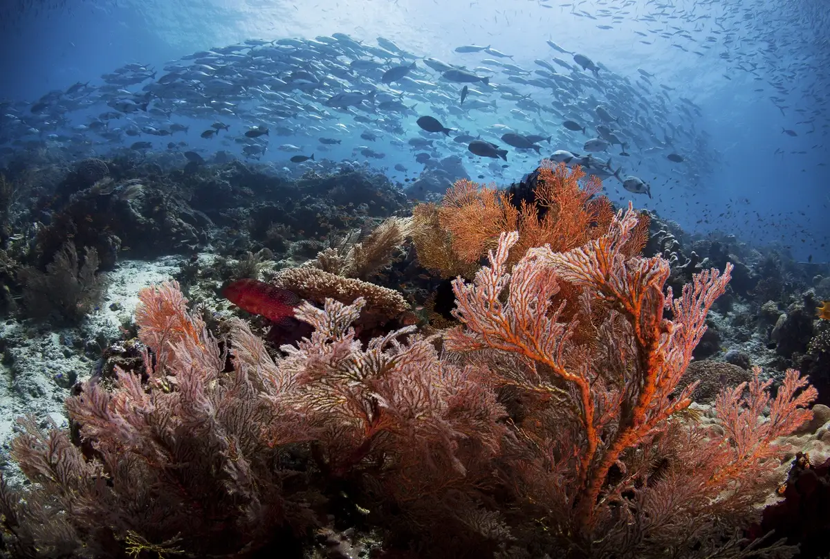 Reef life on a Central Raja Ampat coral wall, Dampier Strait, West Papua
