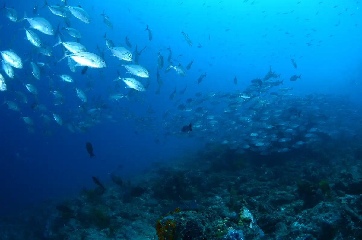 Bigeye trevally schooling in The Channel, Maratua, Derawan Archipelago
