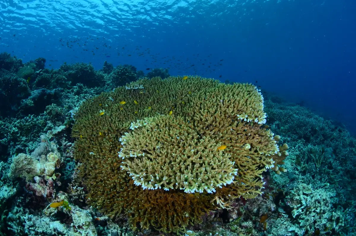 The shallow coral gardens surrounding Sangalaki Island, Derawan Archipelago