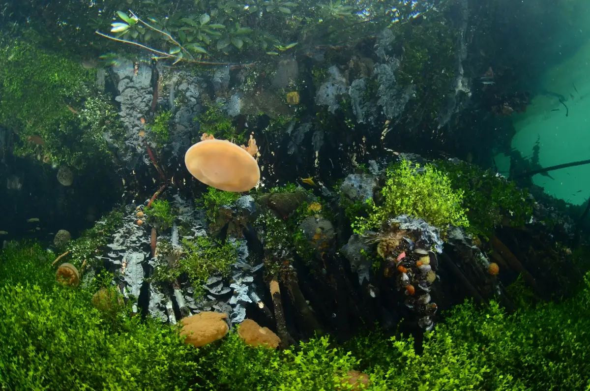 Stingless jellyfish in the landlocked marine lake at Kakaban, Derawan Archipelago