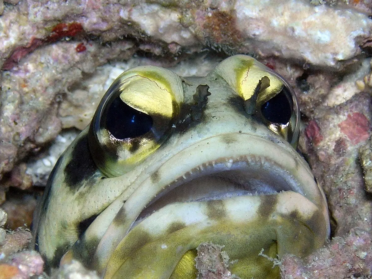 A dendritic jawfish hovering above its burrow on the sandy flats at Lankayan Island