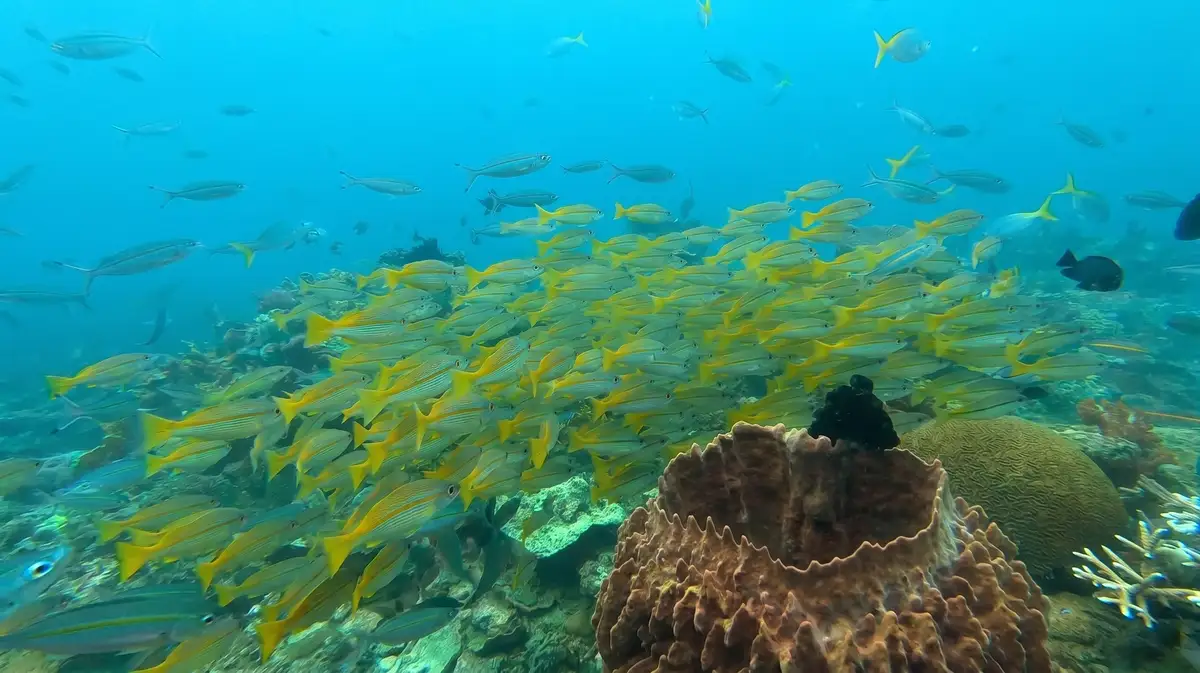 Schooling reef fish above the reefs of Lankayan Island, Sulu Sea
