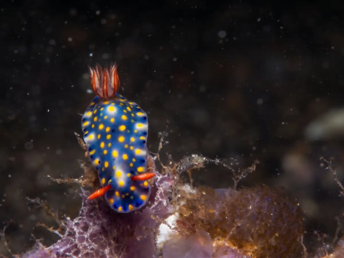 A Hypselodoris nudibranch on the reef at Lembeh Strait, North Sulawesi