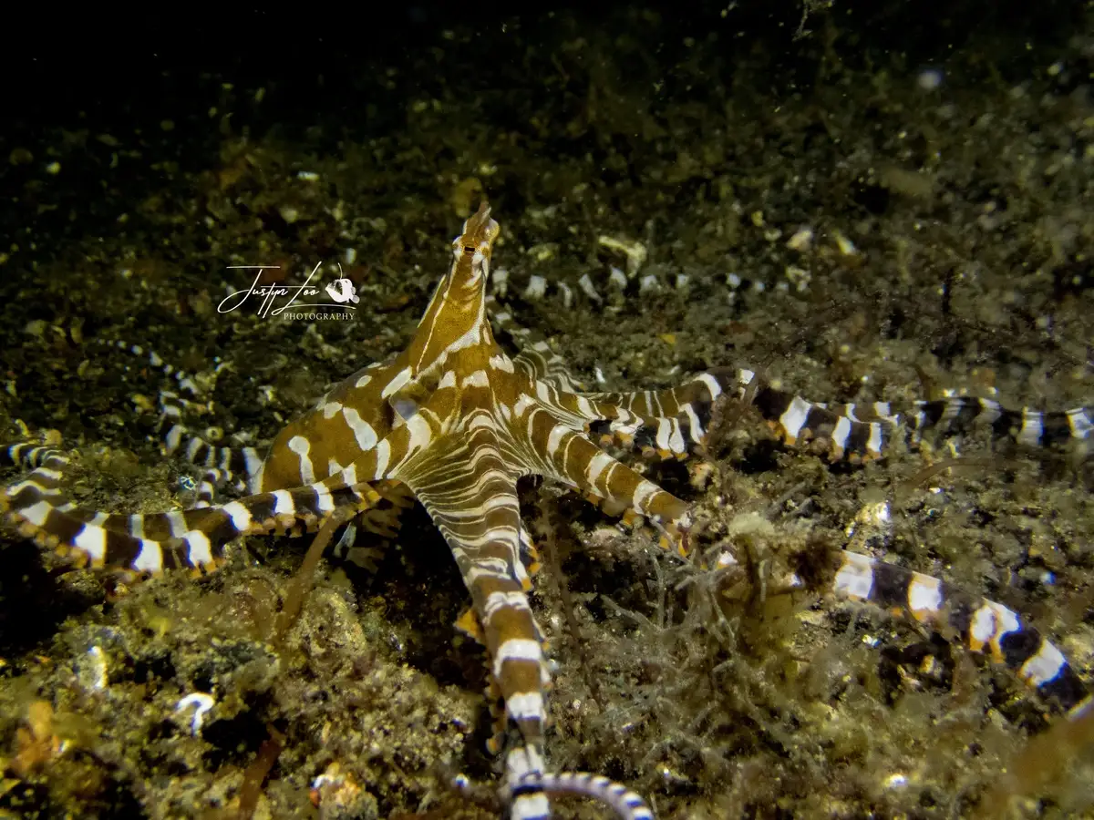 A Wunderpus octopus on black sand in Lembeh Strait, North Sulawesi