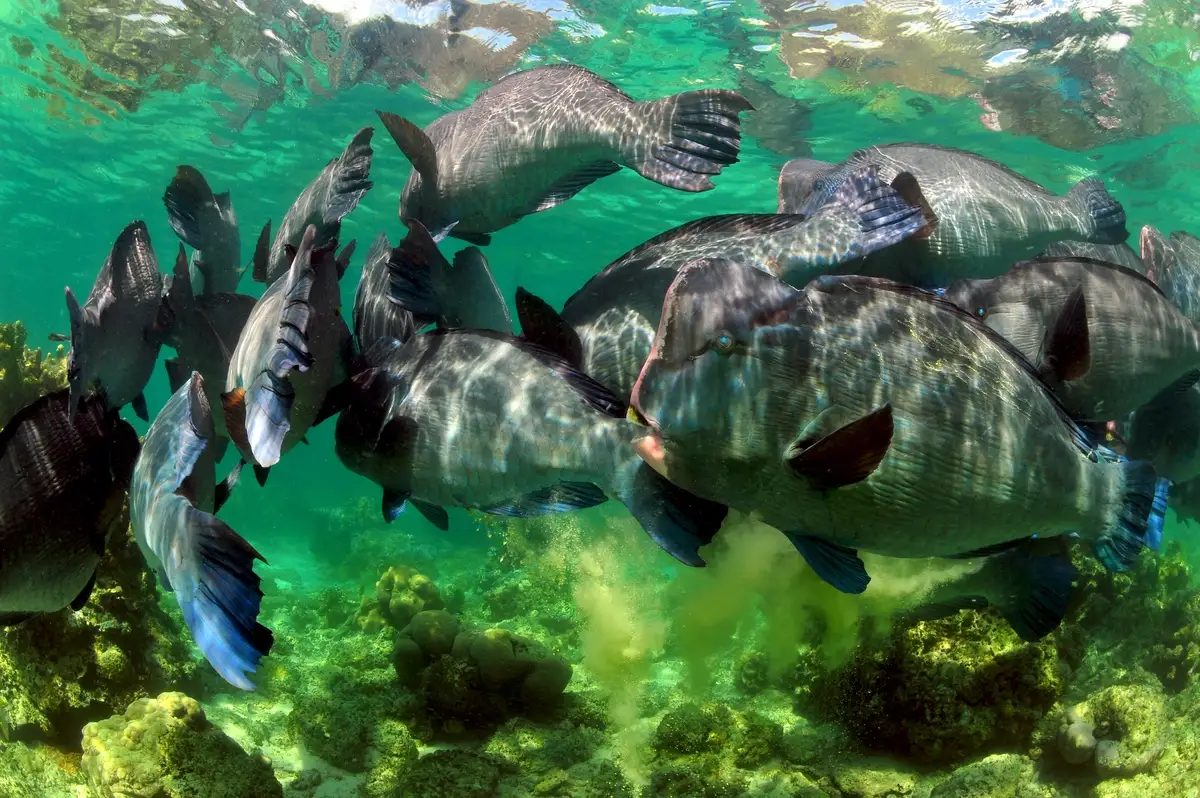 Bumphead parrotfish schooling on the Sipadan reef flat.