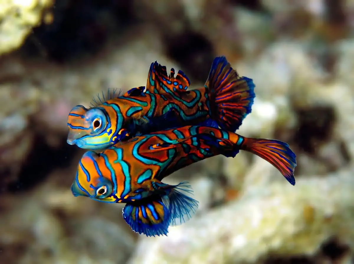 Mandarin fish at Kapalai's Mandarin Valley. The mating display occurs at dusk and lasts only a few minutes.