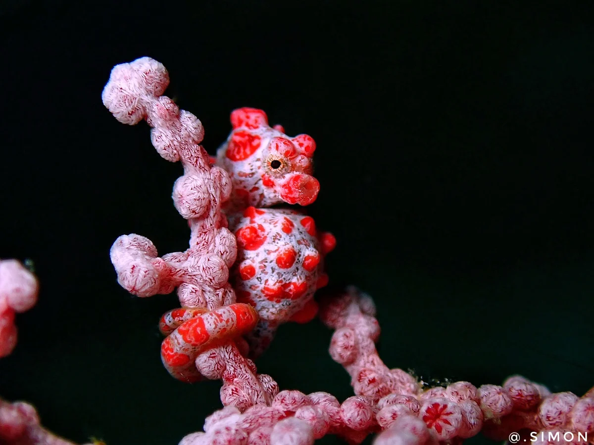 A Bargibanti pygmy seahorse on a sea fan at Bukit Karang, South Halmahera