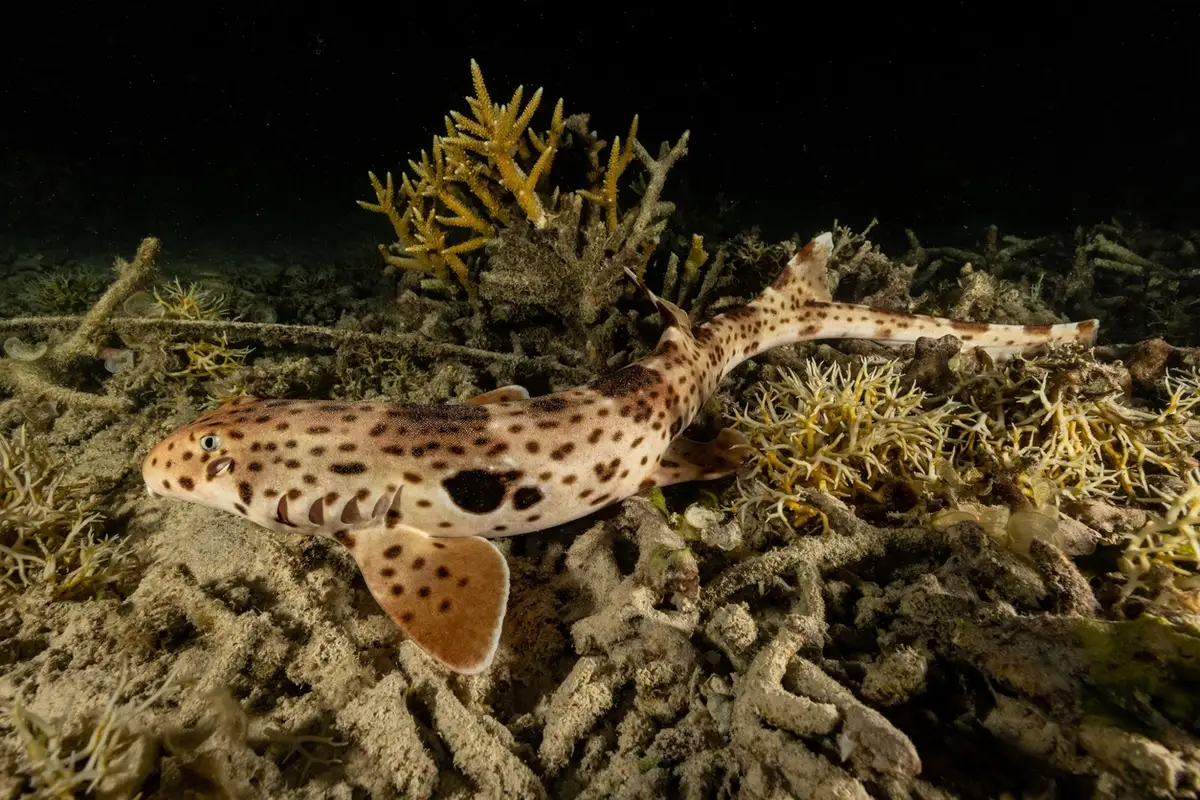 The Halmahera Epaulette Shark walking across the reef on its pectoral and pelvic fins, South Halmahera