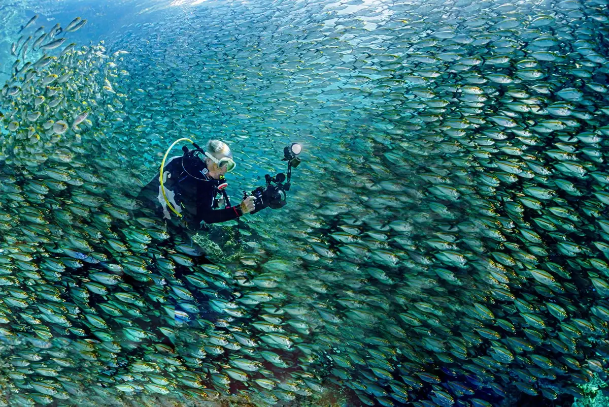 A diver exploring the outer reef walls of the Goraici Islands, South Halmahera