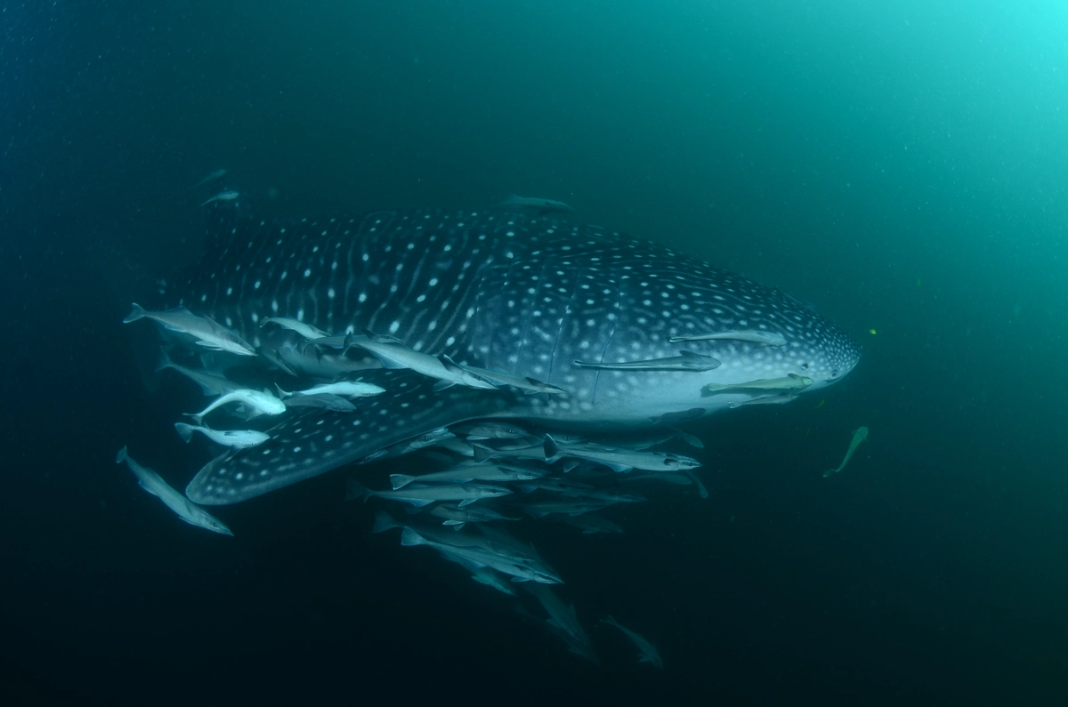 A whale shark feeding beneath a bagan fishing platform in Triton Bay, West Papua