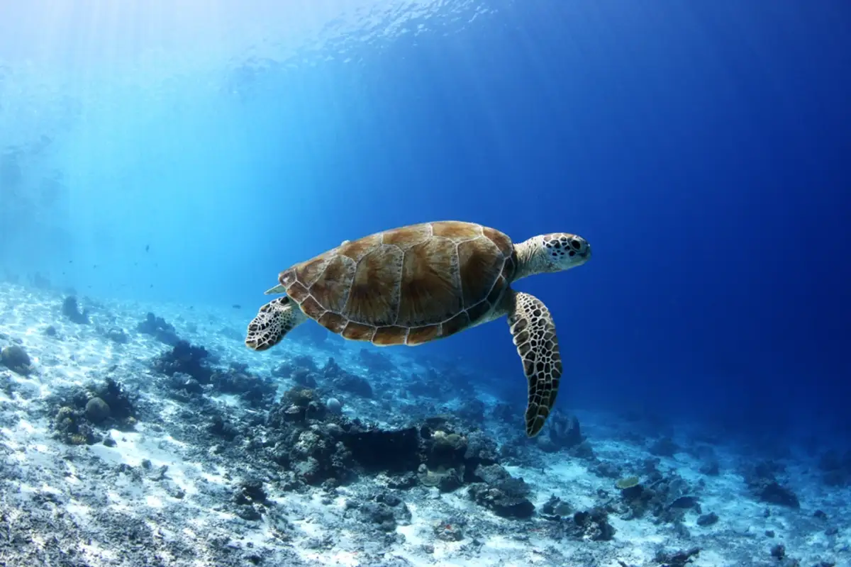 A green sea turtle in the waters of Tun Sakaran Marine Park, Semporna