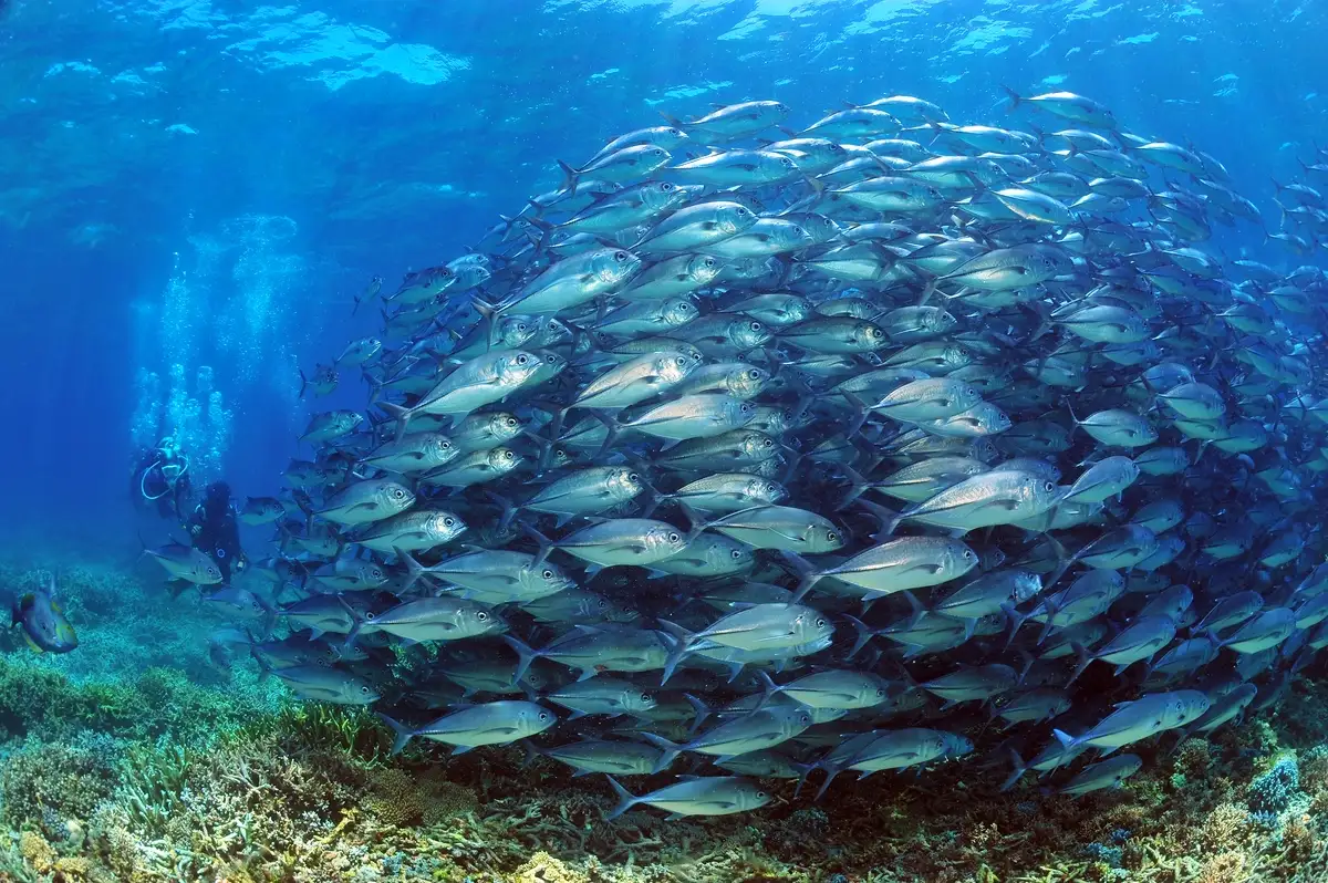 Trevally schooling in the pelagic channels around Mataking Island, Tun Sakaran Marine Park