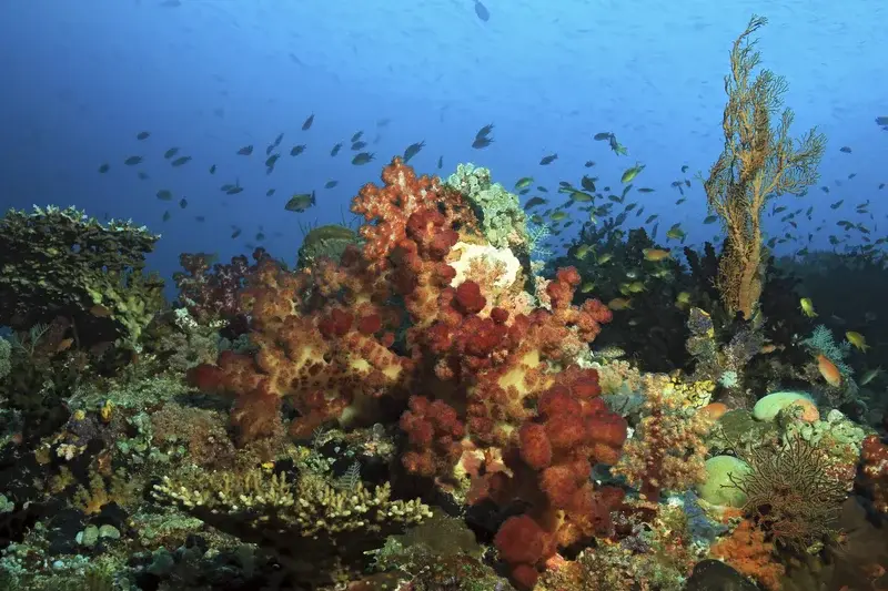 Central Raja Ampat