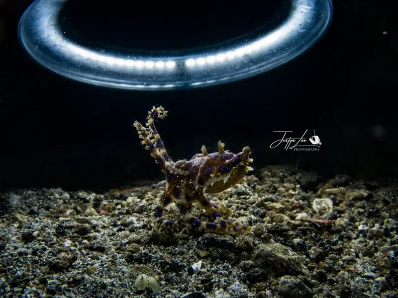 Lembeh Strait