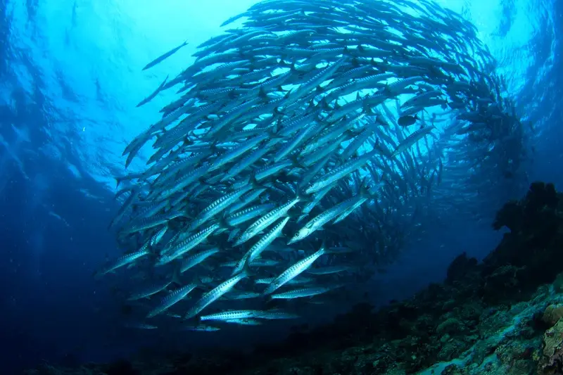 Sipadan, Mabul & Kapalai